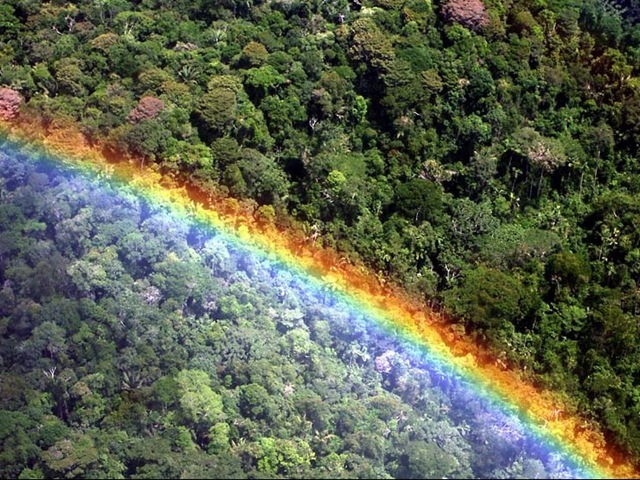 дождевые леса дождевые леса