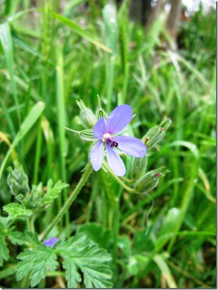 Поля маков на фоне синего неба