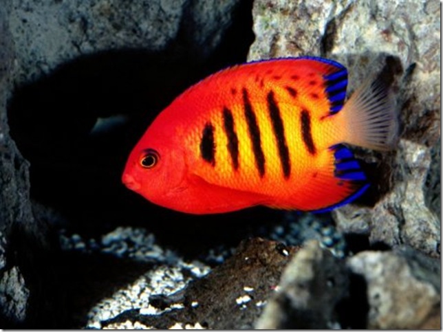 fish-1024 fish-1024