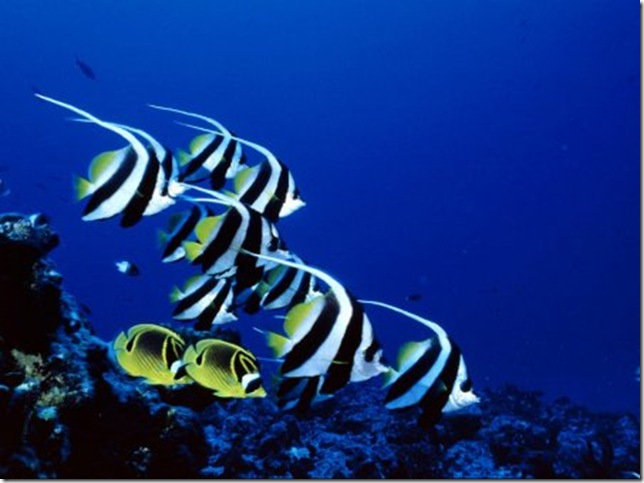 -fishs-1024 -fishs-1024