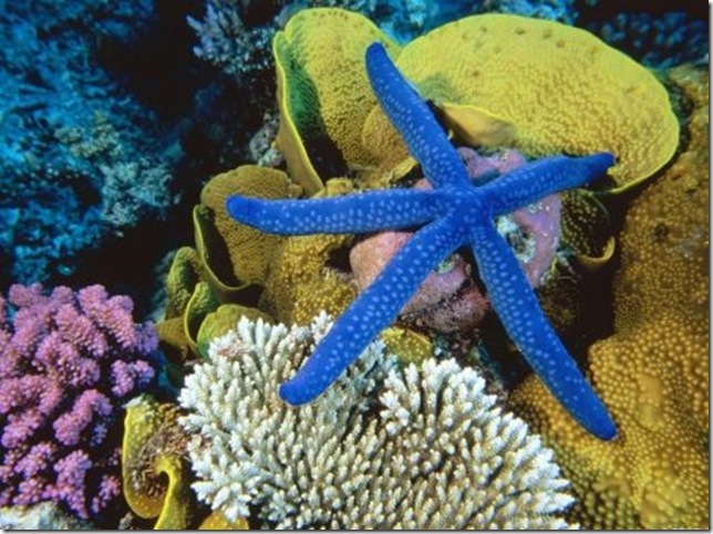 sea-star-1024 sea-star-1024