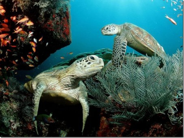 urtles-1024 urtles-1024