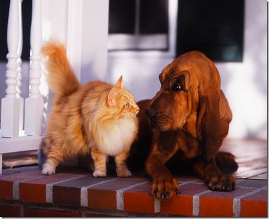 cat_dog cat_dog