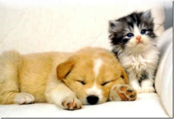 dog-cat1 dog-cat1