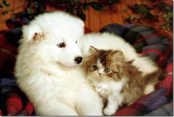 ulAnimalsDogandkitten ulAnimalsDogandkitten