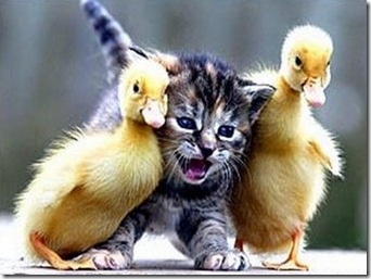 cat-friends-35 cat-friends-35