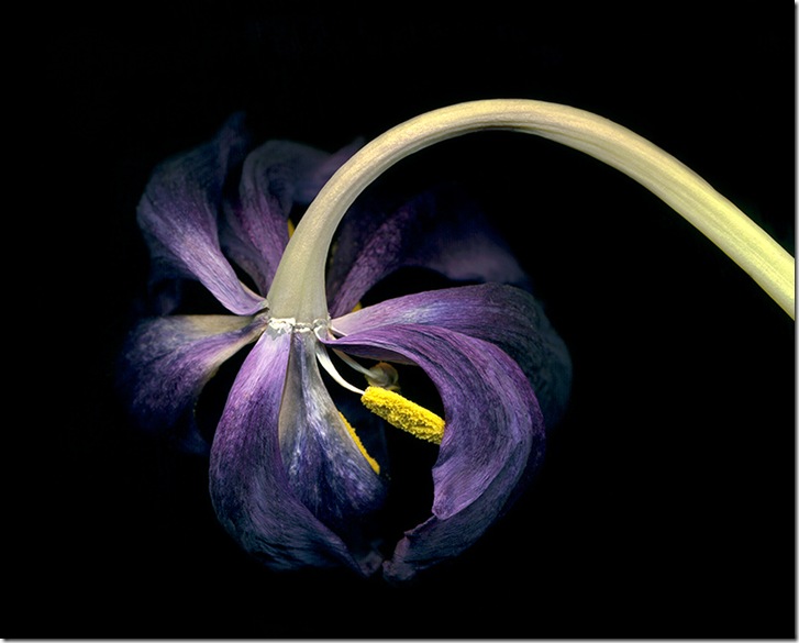 Фоторабота Dawn LeBlanc с пурпурным цветком в макро