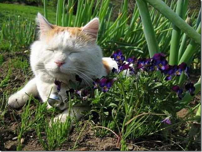 кот спит в необычном положении