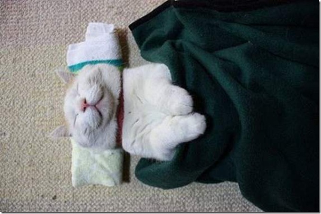 самый ленивый кот в мире самый ленивый кот в мире