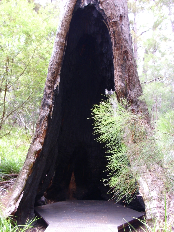 Tingle Tree Tingle Tree