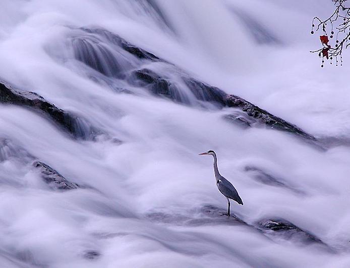 Птичка Птичка