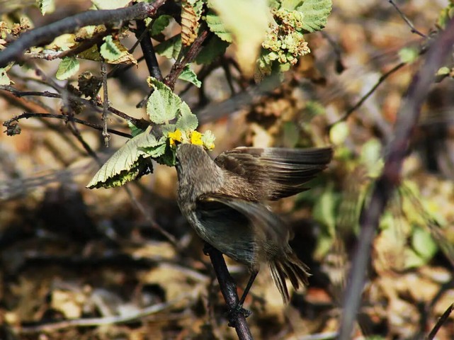 вампирский вьюрок вампирский вьюрок