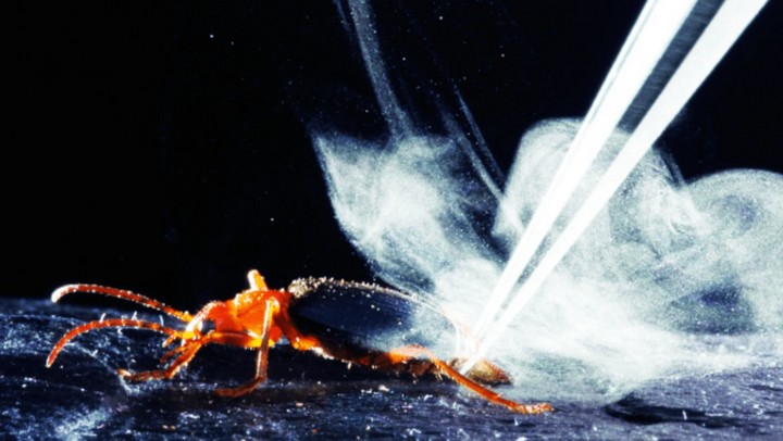 жук бомбардир и его выстрел жук бомбардир и его выстрел