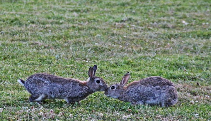 дикие кролики австралии дикие кролики австралии