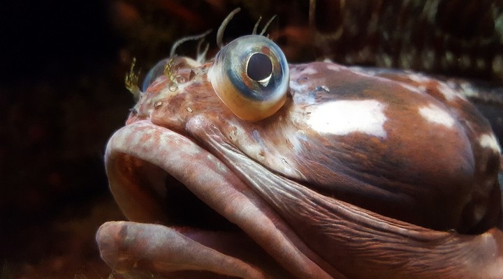 морская собачка морская собачка