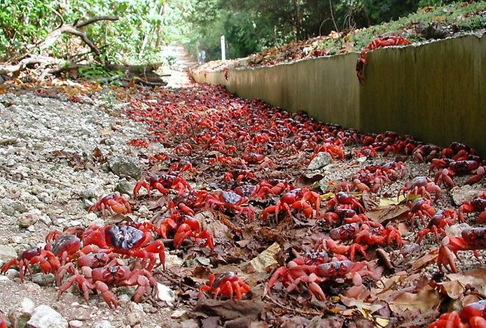 молодые красные крабы у кромки воды на острове Рождества