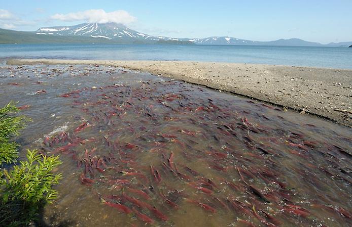 нерест лосося на камчатке нерест лосося на камчатке
