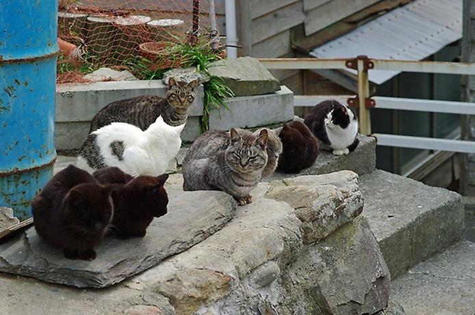 кошки на острове Аошима в Японии