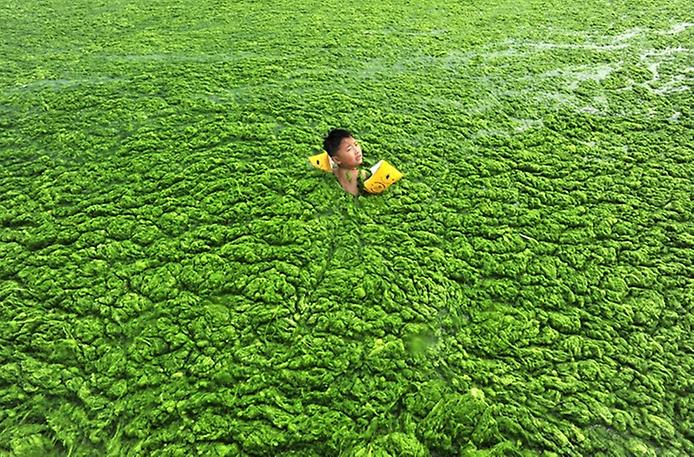 зелёные водоросли на пляже Циндао зелёные водоросли на пляже Циндао