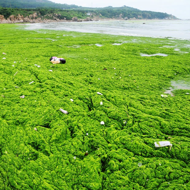 зелёные водоросли Жёлтое море аэросъёмка