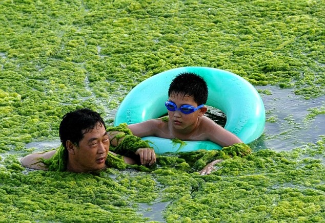 зелёные водоросли на берегу Жёлтого моря
