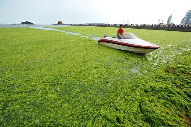 зелёные водоросли Циндао пляж