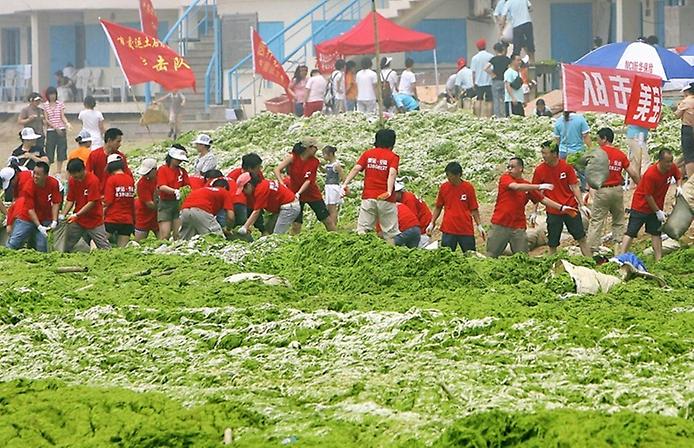 водоросли на пляже Жёлтого моря