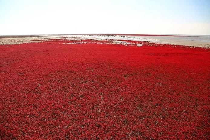красный пляж паньцзинь красный пляж паньцзинь