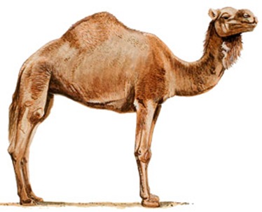 пачка сигарет Camel
