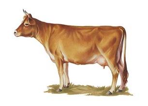 корова