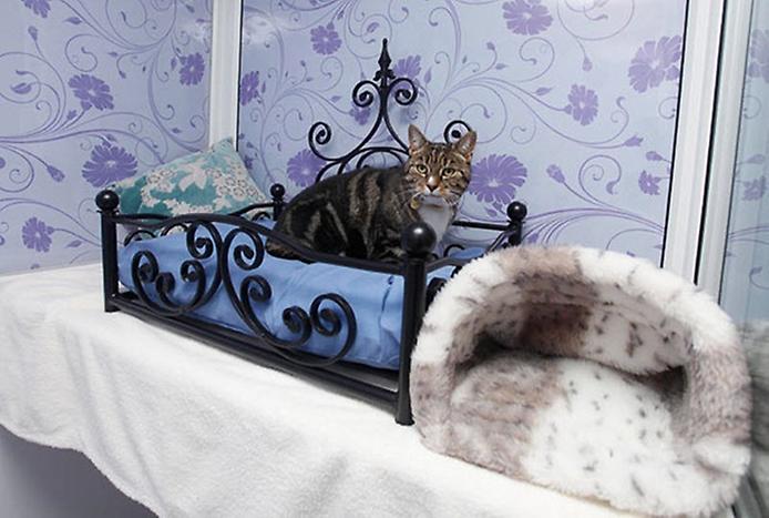 отель для котов отель для котов