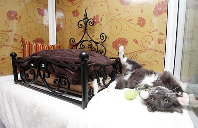 отель для котов отель для котов