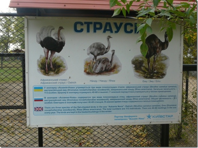 страусы в загоне заповедника