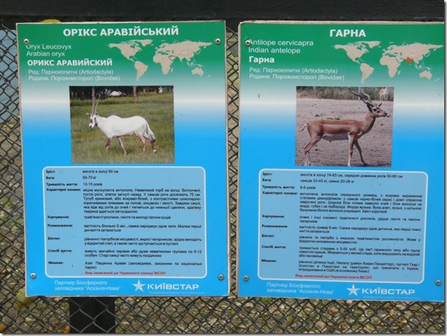 копытные отдыхают на земле