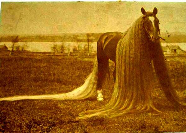 конь Линус на фотографии из журнала Scientific American