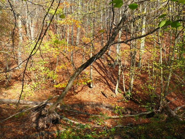Яркие краски осеннего леса