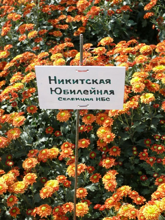 Хризантема сорта Никитская Юбилейная