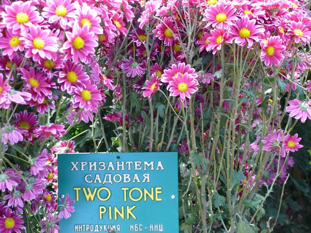 Хризантема сорта Two Tone Pink