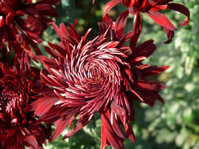 Крупная хризантема
