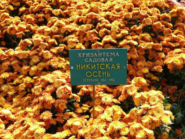 Хризантема сорта Никитская осень
