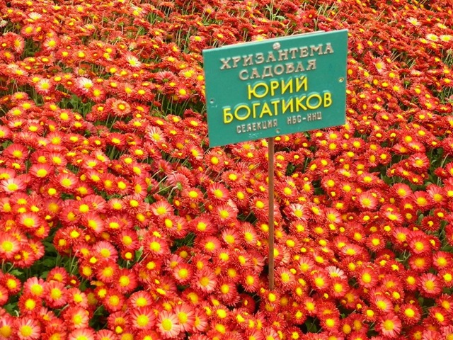 Хризантема сорта Юрий Богатиков