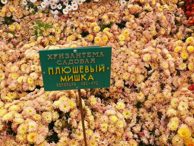 Хризантема сорта Плюшевый Мишка