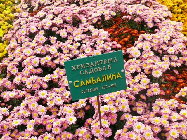 Хризантема сорта Самбалина