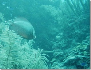 p62992-caye_caulker_belize-queen_angelfish p62992-caye_caulker_belize-queen_angelfish