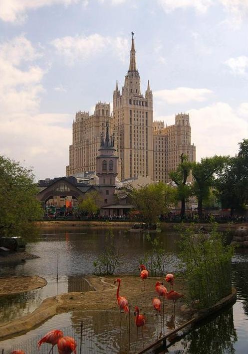азиатские слоны в вольере Московского зоопарка