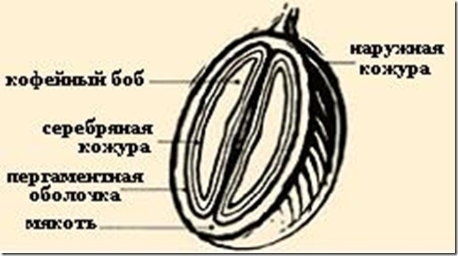 сырые кофейные зерна
