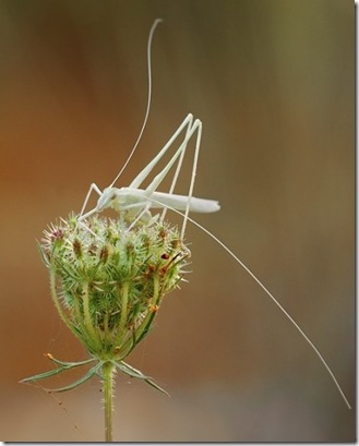 1216232450_albinos_45 1216232450_albinos_45