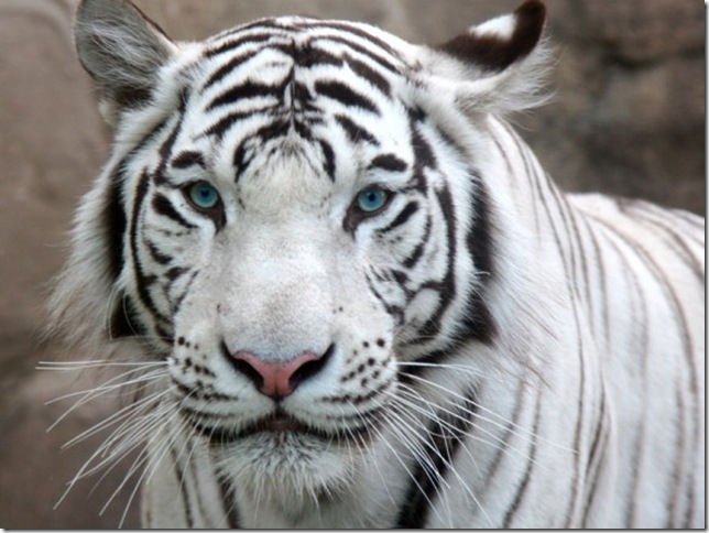 49125054_495386_169234 49125054_495386_169234