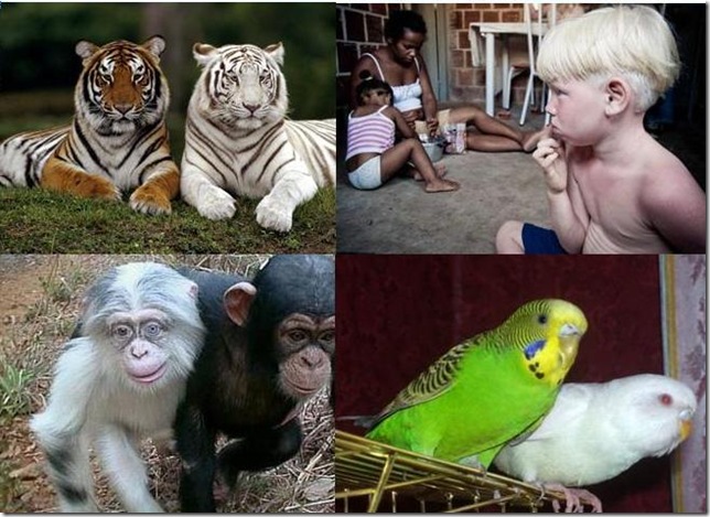 альбинизм альбинизм