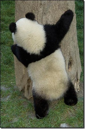 1209114971_panda09 1209114971_panda09